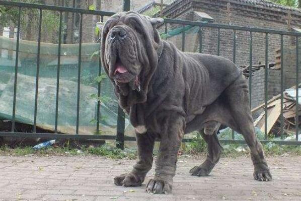 世界十大最危險(xiǎn)猛犬，世界猛犬有哪些？